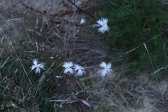 Dianthus arenarius