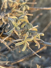 Lupinus paynei
