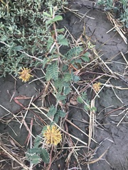 Prosopis reptans