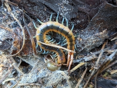Scolopendra viridis