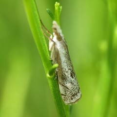 Microcrambus polingi