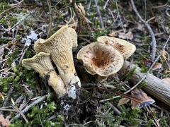 Turbinellus kauffmanii