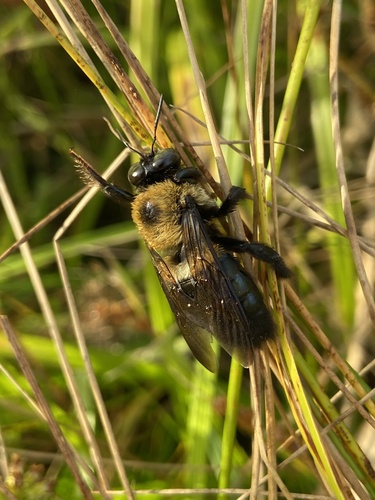 Eastern Carpenter Bee photographed in Connecticut