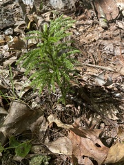 Dendrolycopodium