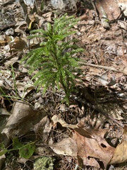 Dendrolycopodium