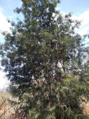 Podocarpus parlatorei
