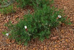 Oenothera coronopifolia