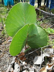 Psacalium cronquistiorum