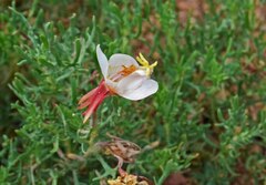 Oenothera coronopifolia
