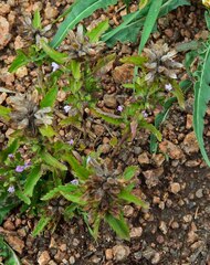 Dracocephalum parviflorum