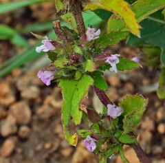 Dracocephalum parviflorum