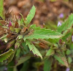 Dracocephalum parviflorum