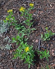 Heterotheca pumila