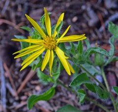 Heterotheca pumila