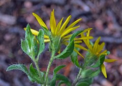 Heterotheca pumila