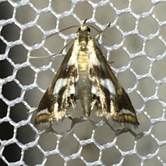 Chrysendeton imitabilis