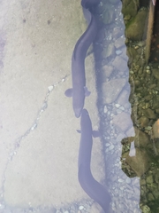 Anguilla dieffenbachii