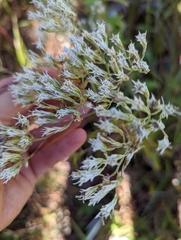 Eupatorium leucolepis