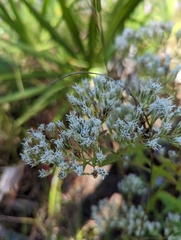 Eupatorium leucolepis