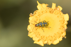 Diabrotica speciosa