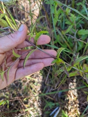 Eupatorium leucolepis