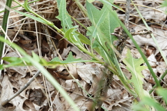 Sonchus arvensis uliginosus