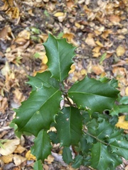 Ilex mucronata