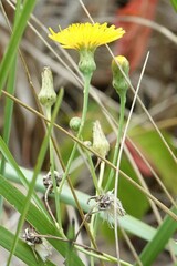 Sonchus arvensis uliginosus