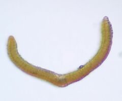 Grimmiaceae