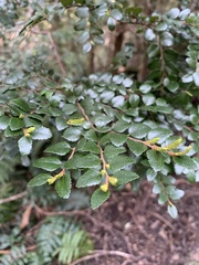 Nothofagus cunninghamii