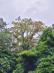 Pterocarpus hayesii
