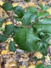 Ilex mucronata