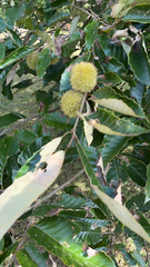 Castanea mollissima