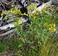 Senecio eremophilus