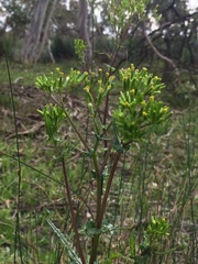 Senecio picridioides