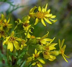 Senecio eremophilus