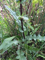 Senecio picridioides