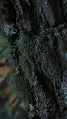 Usnea subfloridana