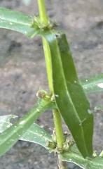 Ammannia robusta