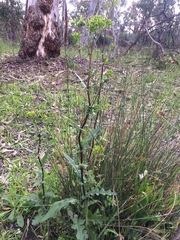 Senecio picridioides