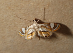 Strepsinoma croesusalis