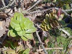 Gomphocarpus cancellatus
