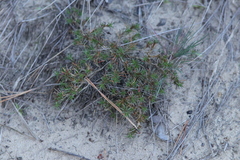Scleranthus perennis