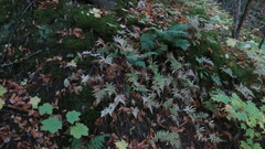 Phegopteris