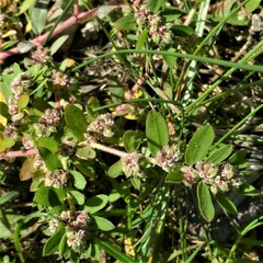 Euphorbia humistrata