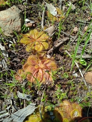 Drosera whittakeri