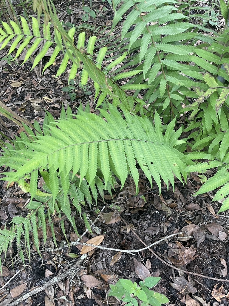 Soft Fern from Lettuce Lake Conservation Park, Tampa, FL, US on October