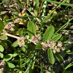 Euphorbia humistrata