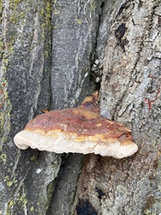 Ganoderma resinaceum
