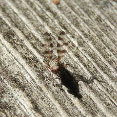 Pseudotephritina